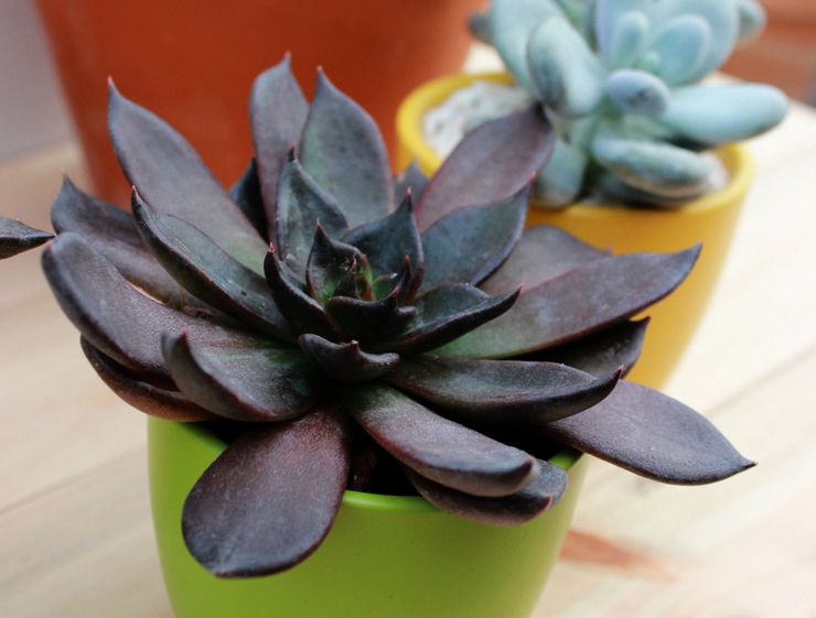 Putera Hitam Echeveria