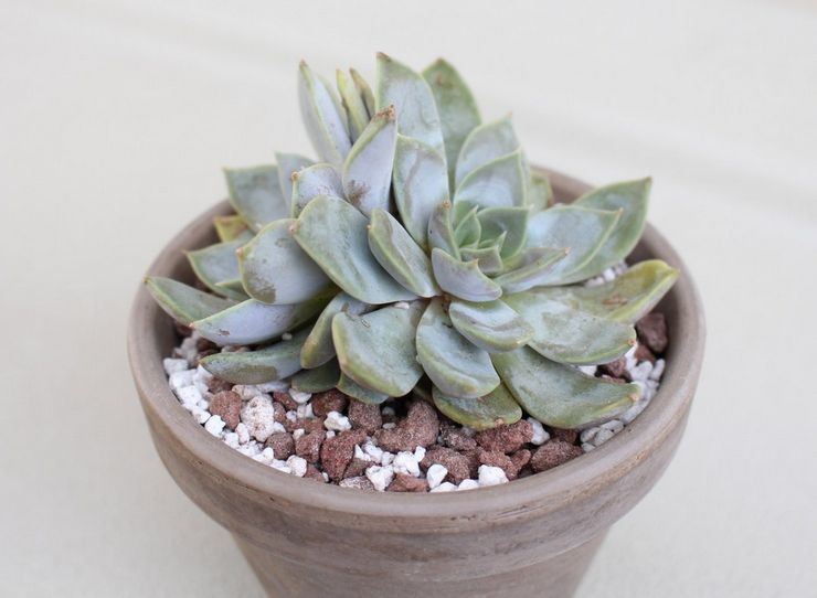 Daging Echeveria