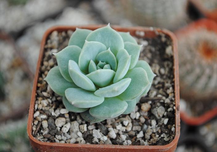 Echeveria graciös