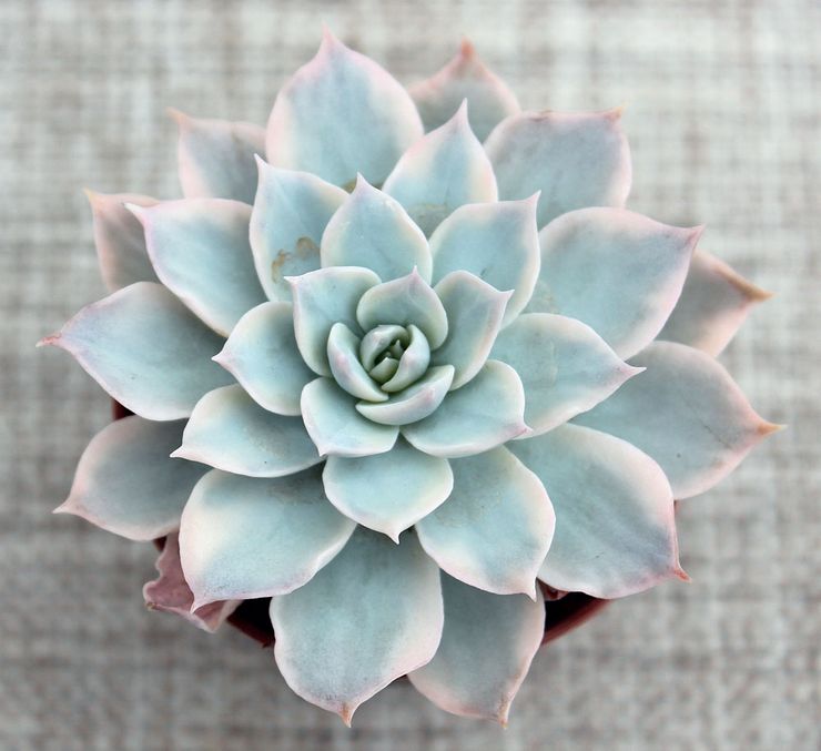 Echeveria lysande