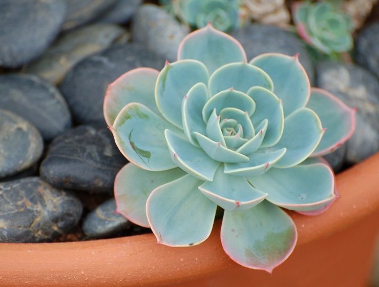 Echeveria kelabu