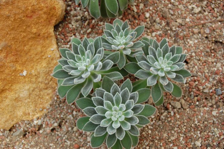 Echeveria berambut putih