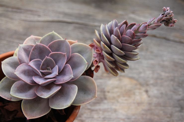 Pemangkasan Echeveria