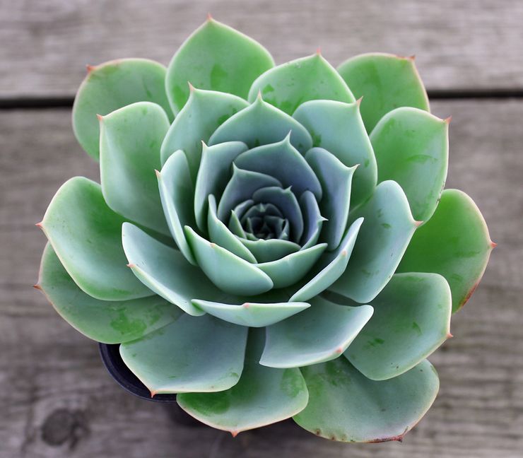 Beskrivning av echeveria