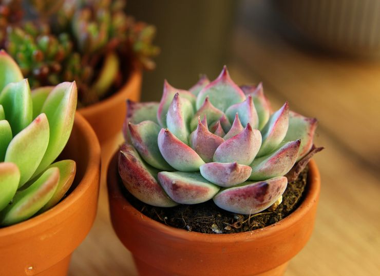 Pembajaan Echeveria