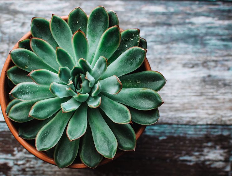 Användbara egenskaper hos echeveria