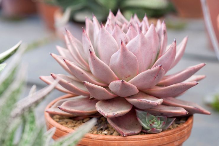 Penjagaan Echeveria di rumah