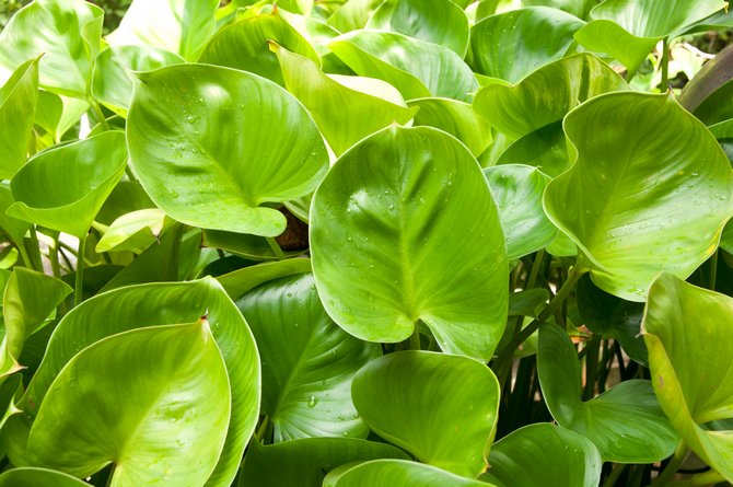 philodendron boleh membahayakan kesihatan manusia