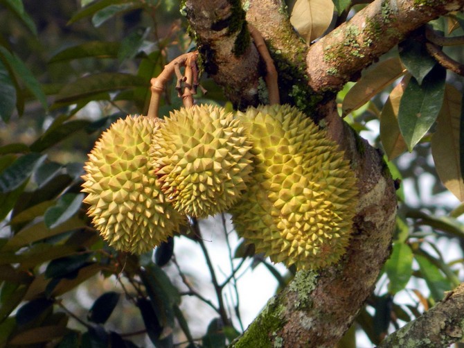 Buah musang durian. Foto buah-buahan, di mana ia tumbuh