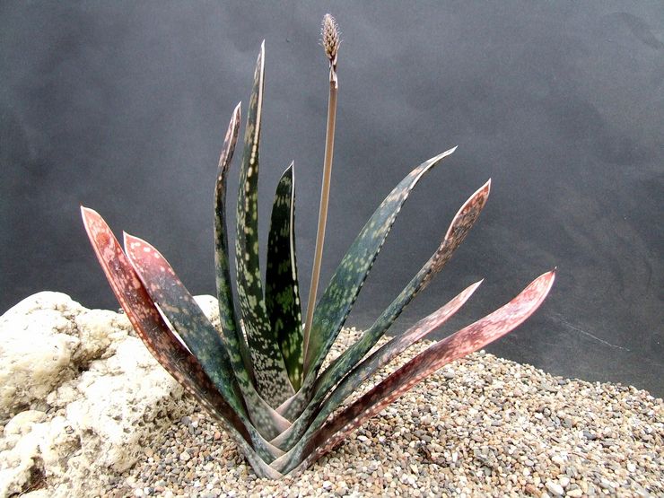 Gasteria pedang