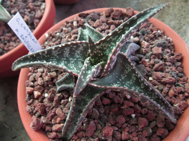 Gasteria keputihan