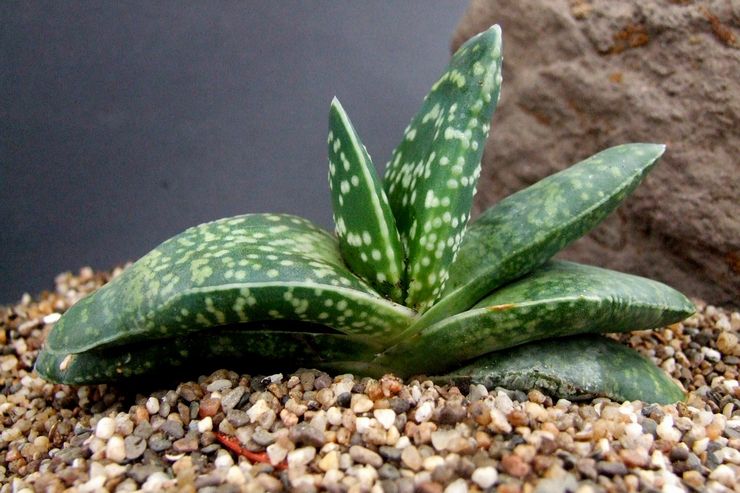 Gasteria tergelak