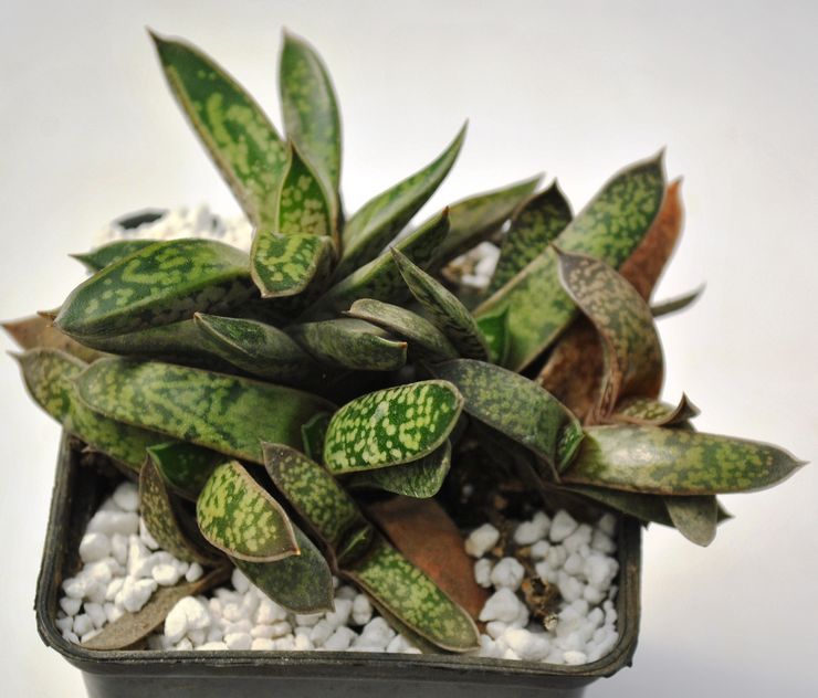 Gasteria är liten