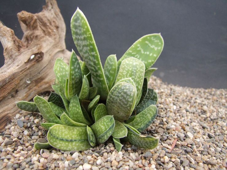 Gasteria upptäcktes