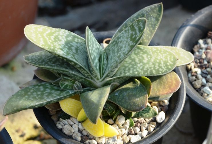 Gasteria gasteria