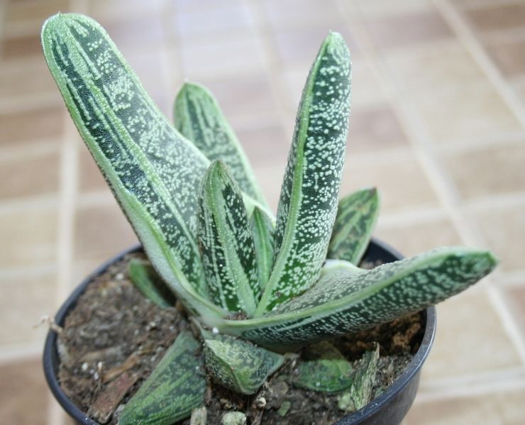 Jord för plantering av Gasteria