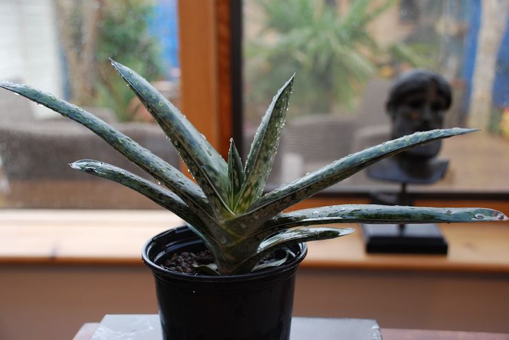 Penyiraman Gasteria