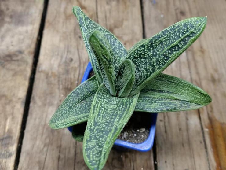 Gasteria växt