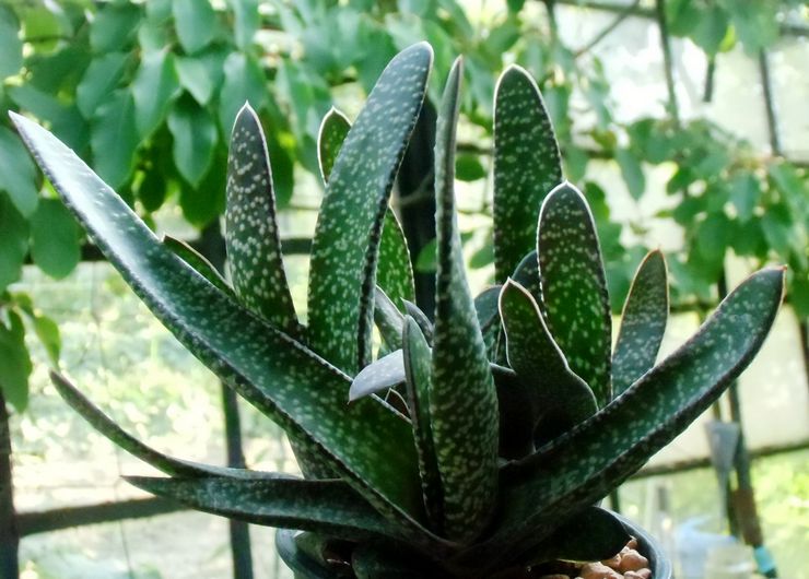 Gasteria triangulär