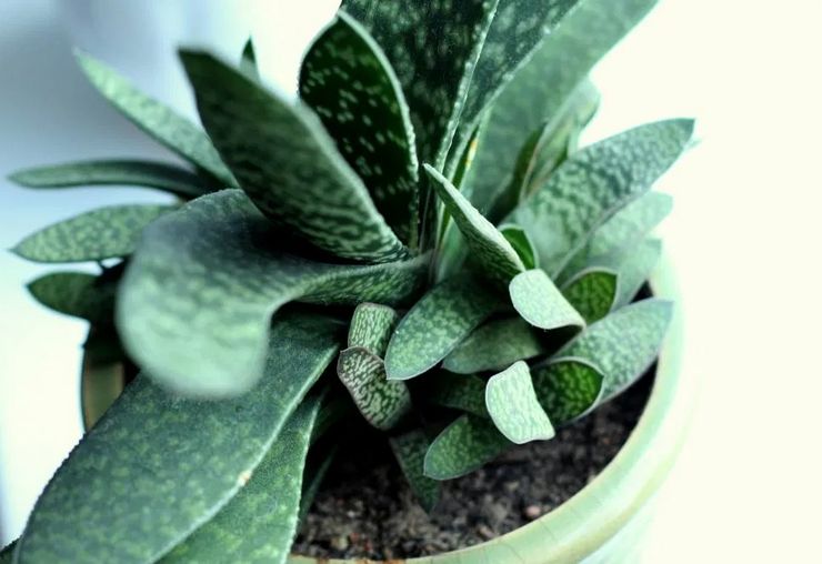 Hem Gasteria Care