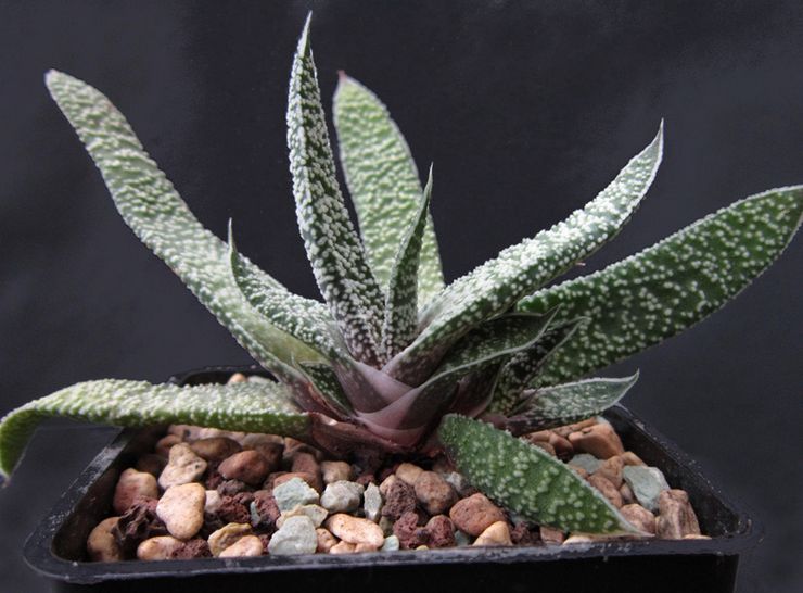 Gasteria ketuat