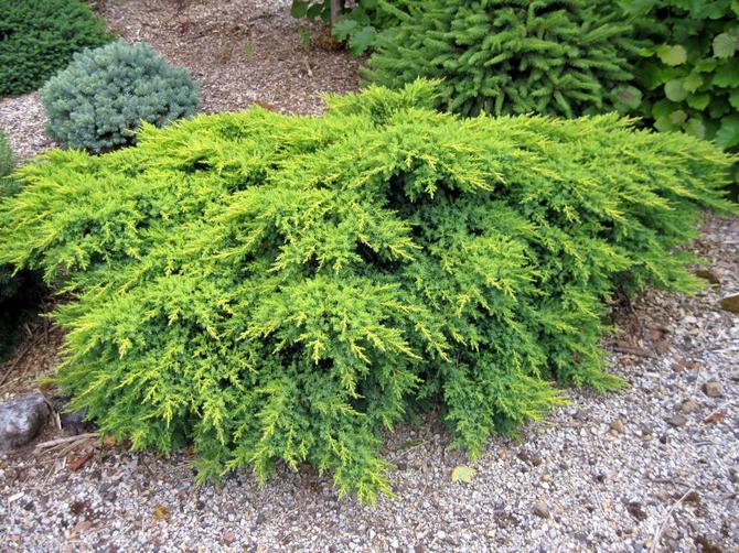 Juniper medium pfitzeriana. Penerangan, jenis dan gambar yang popular