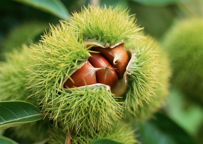 Penggunaan kacang chestnut dan komposisinya