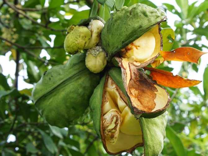 Pokok Coca-Cola menunjuk. Foto dan keterangan tanaman