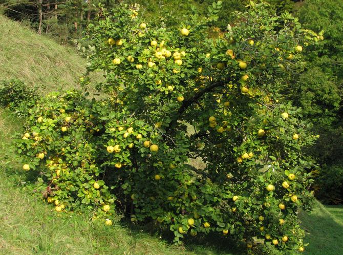 Penerangan umum mengenai pokok quince