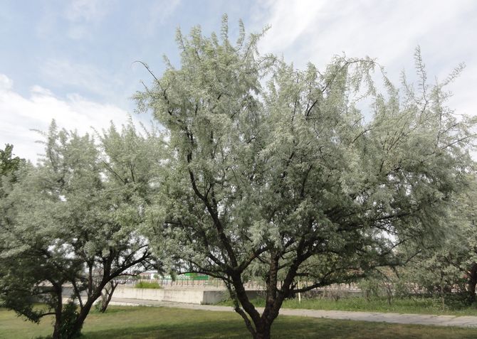 Det smalbladiga eket. Foto, plantering och vård, frukter. Ryskt olivträd