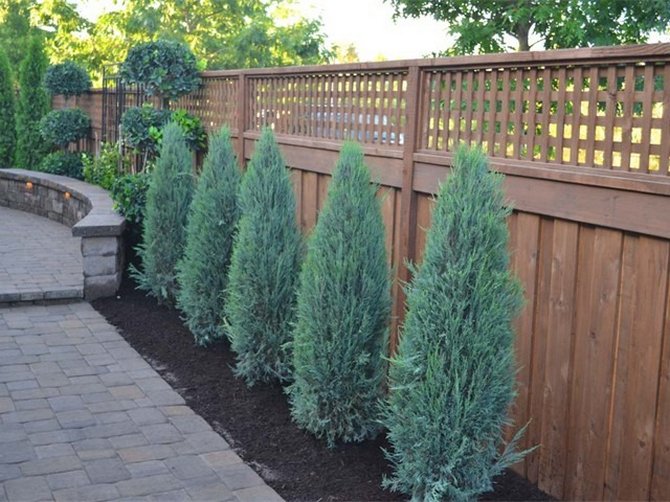 Di mana pokok konifer tumbuh, bagaimana menanam juniper berbatu dengan betul di kebun