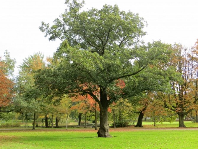 Pokok alder hitam