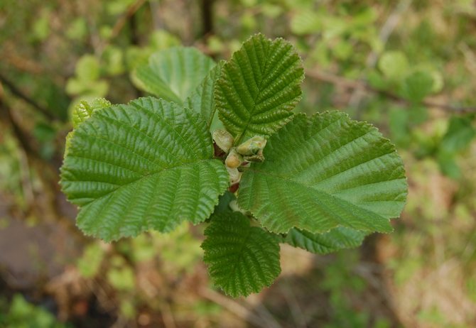 Foto dan perihalan alder Eropah