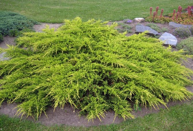 Juniper medium Pfitzeriana Aurea (Pfitzeriana Aurea)