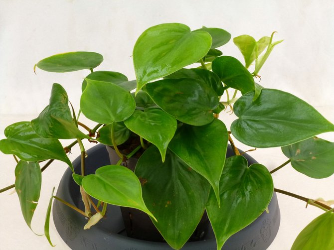 Penjagaan Philodendron