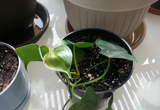 Philodendron dapat menghasilkan semula dengan hampir setiap bahagian.