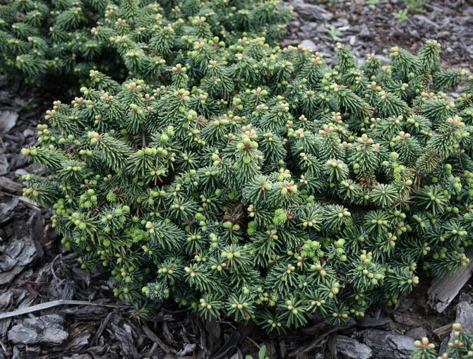 Plantering av balsamgran