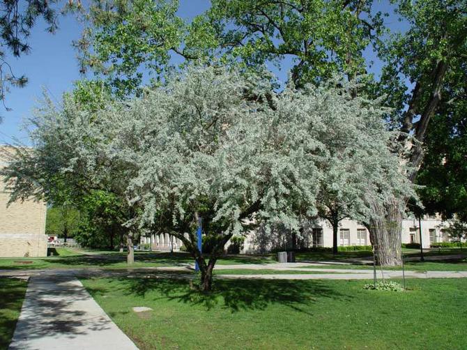 Cara menanam pokok oak berdaun sempit atau zaitun Rusia dengan betul