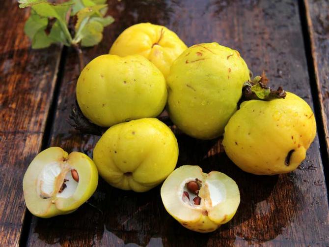 Mengenai biji quince