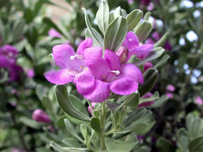 Hur man odlar salvia ordentligt i din trädgård