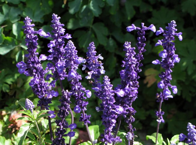 Salvia. Salvia. Skötsel och landning