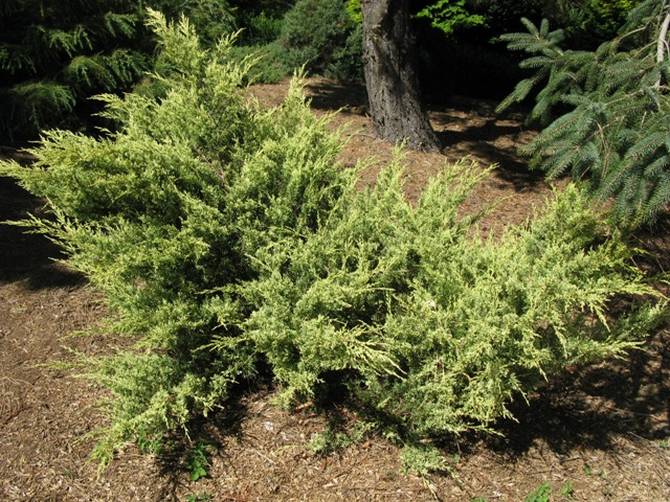 Juniper medium Svavelspray