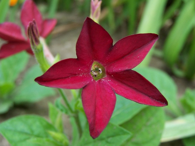 Menanam dan membiak tembakau wangi di kebun dan di balkoni