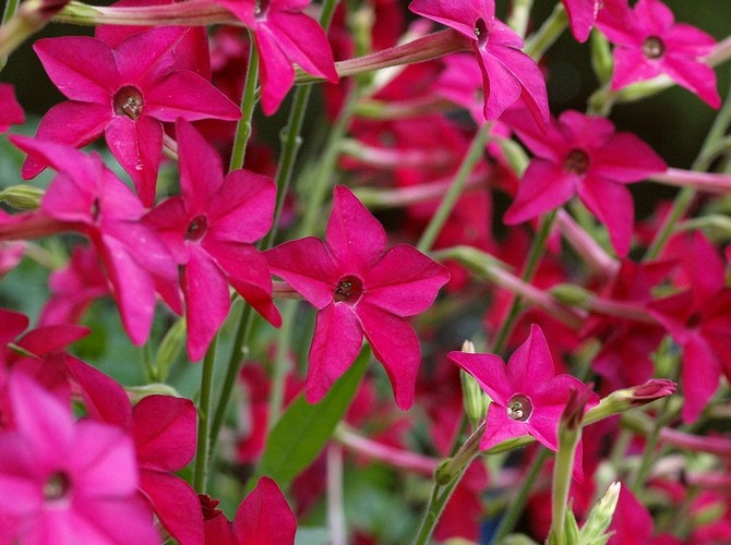 Doftande tobak. Odlar en årlig blomma