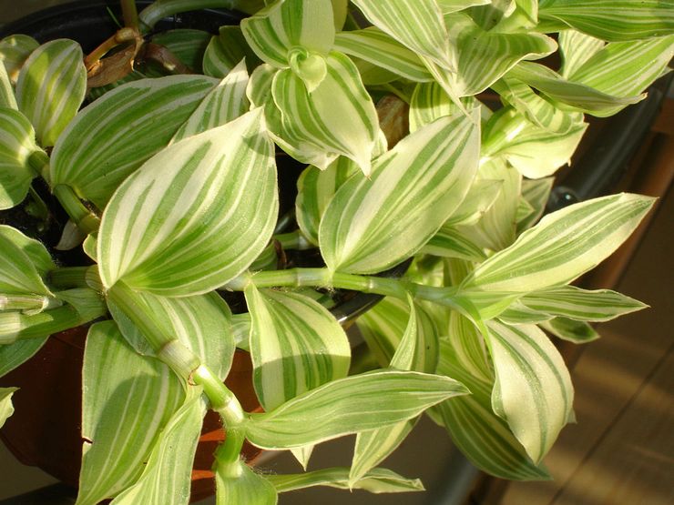 Tradescantia berbunga putih