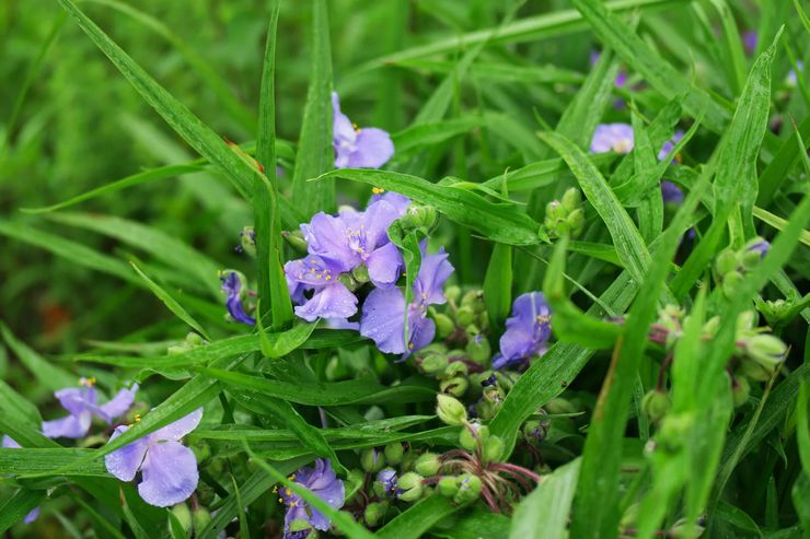 Tradescantia Anderson