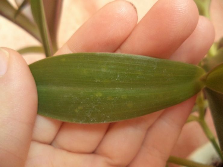 Tradescantia skadedjur och sjukdomar