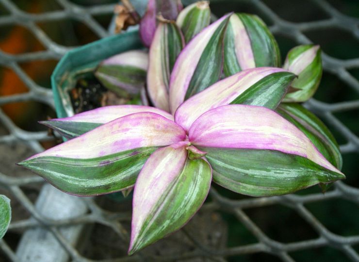 Tradescantia motley