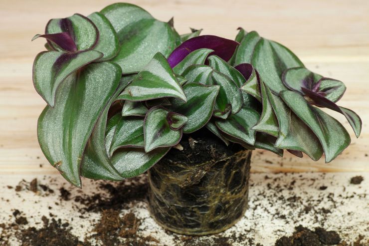 Tradescantia transplantation