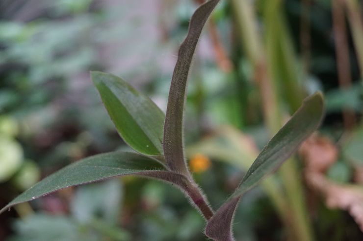 Tradescantia berbulu